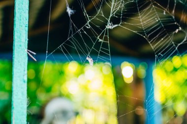 Örümcekli örümcek ağı