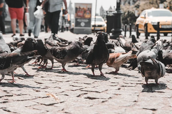 Pombos na rua — Fotografia de Stock