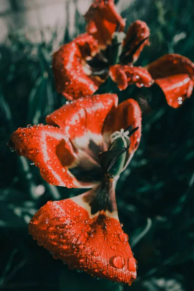 Tulip on grass — Stock Photo, Image