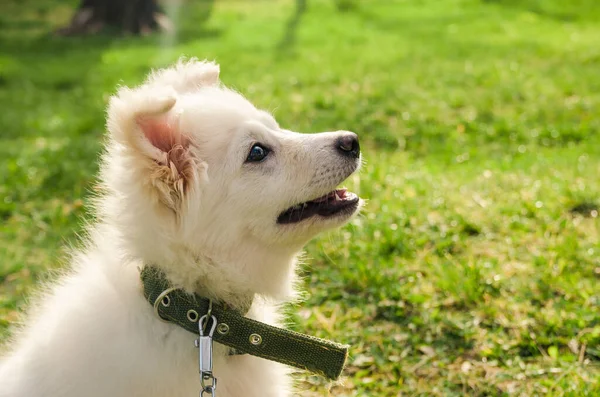 Hund schaut auf — Stockfoto