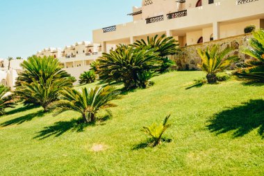 Uzun yapraklı egzotik bir ağaç.