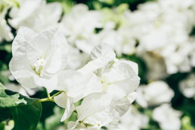 Mısır 'da beyaz çiçekler