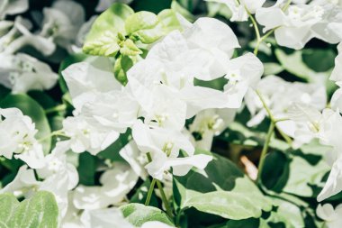 Mısır 'da beyaz çiçekler