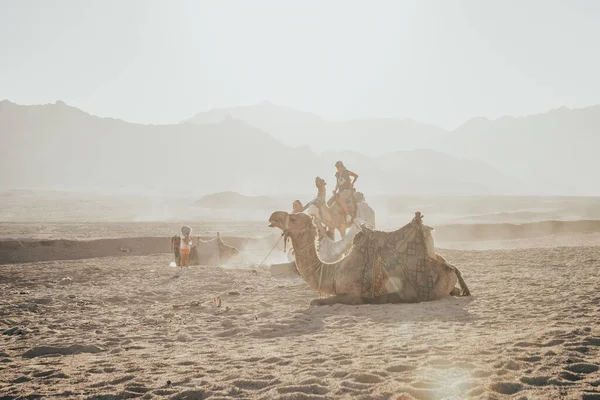 Kamelkarawane sitzt im Sand — Stockfoto