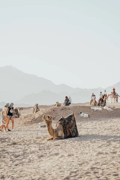 Caravane de chameaux assis sur le sable — Photo