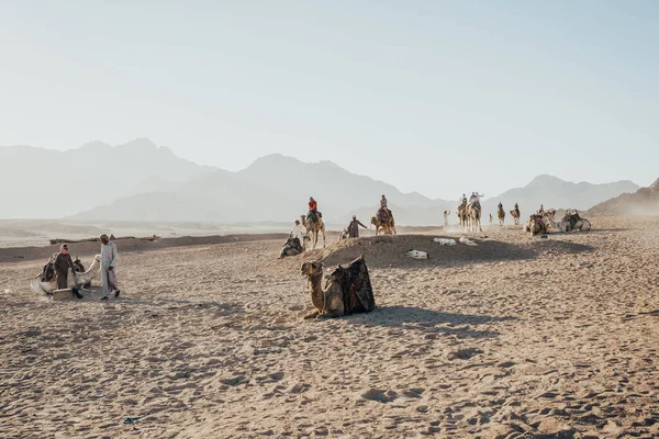 Kumda oturan deve kervanı. — Stok fotoğraf
