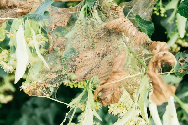 Örümcek maytlarının yediği ağdaki ağaç yaprakları. 