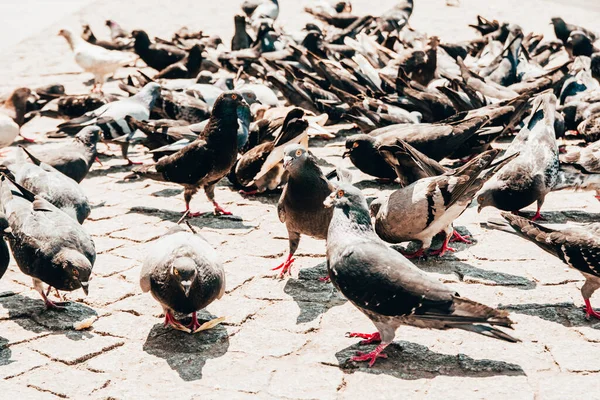 Pombos na rua — Fotografia de Stock