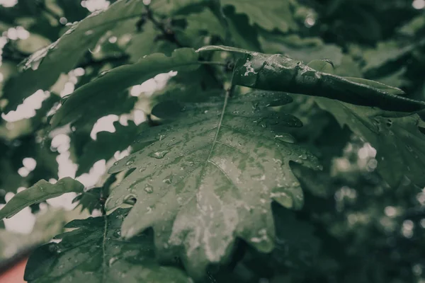 Зеленые листья с капельками воды — стоковое фото