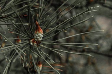 Firavun ağacı brunch 'ı yakın çekim.