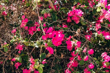 Mısır Oteli 'nde pembe çiçekler