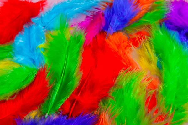 Multi colored decorative feathers. — Stock Photo, Image