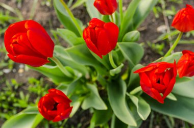 kırmızı laleler çiçek açıyor.