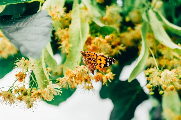 Papillons monarques sur fleur d'arbre — Photo