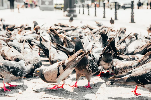 Pigeons on the street — Stock Photo, Image