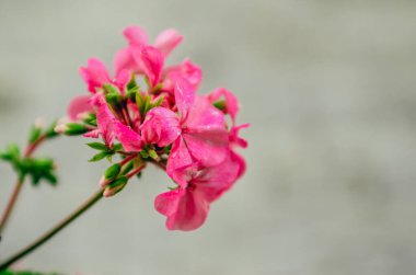 Yağmur damlalı pembe çiçek