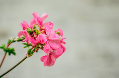 Mısır Oteli 'nde pembe çiçekler