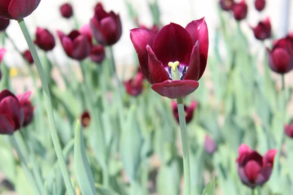 Tulipanes de terciopelo rojo oscuro — Foto de Stock