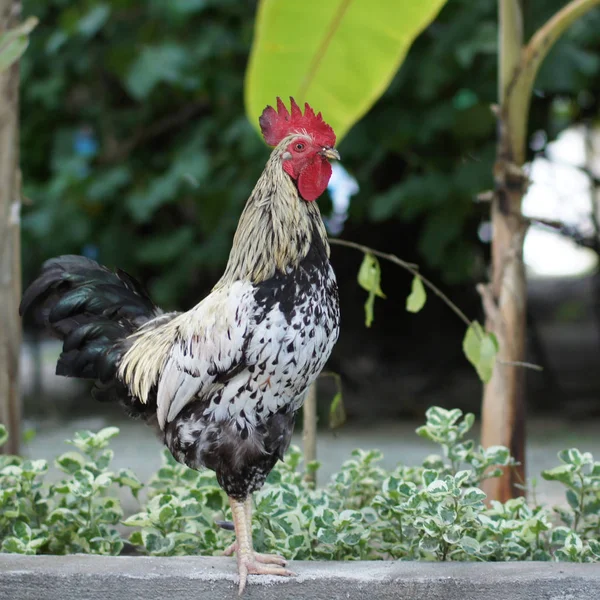 Cockerel Maldives — Stock Photo, Image