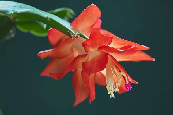 Decembrist flower blooms in December. Blossomed on my windowsill. — Stock Image Decembrist Flower Blooms December Blossomed Windowsill Stock Photo