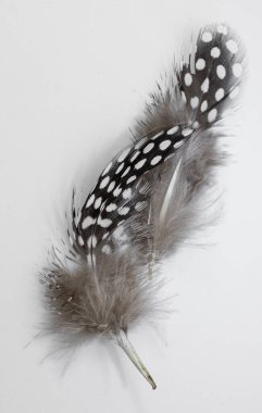 Ender bulunan güzel kuş tüyü. İki f 'nin sanat kurulumu