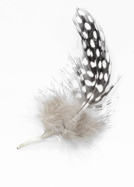 Güzel tüy nadir kuş yakın plan beyaz arka planda.