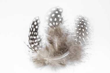 Ender bulunan güzel kuş tüyü. Üçlünün Sanat Kurulumu