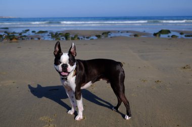 Boston terrier sahilde