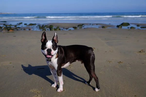 Boston terrier at the beach