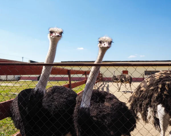 Ostrich farming bird head and neck front portrait in paddock. — Stock Photo, Image