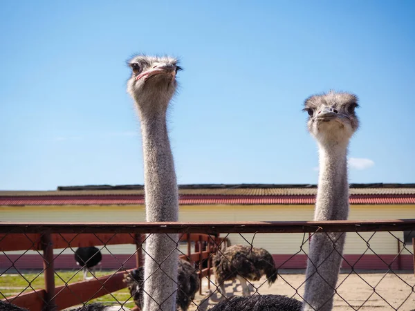 Avestruz agricultura pássaro cabeça e pescoço frente retrato em paddock . — Fotografia de Stock