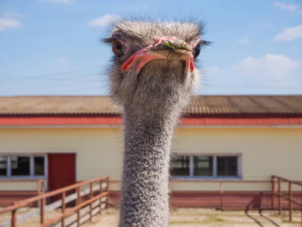 Straußenzucht Vogel Kopf-Hals-Porträt in der Koppel. — Stockfoto