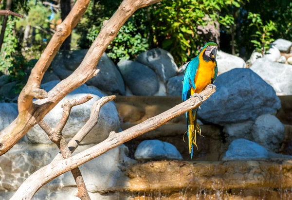 Blau-gelber Ara (ara ararauna), Ara-Papagei — Stockfoto