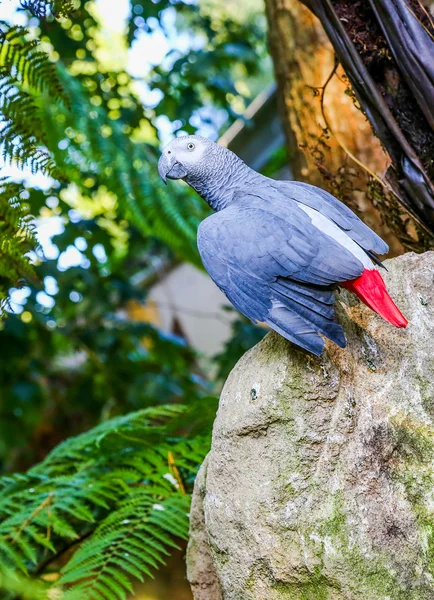 Papagei auf einem Felsen — Stockfoto