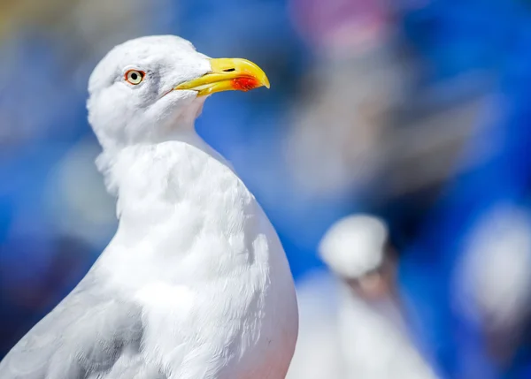Seagull in de vissershaven — Stockfoto
