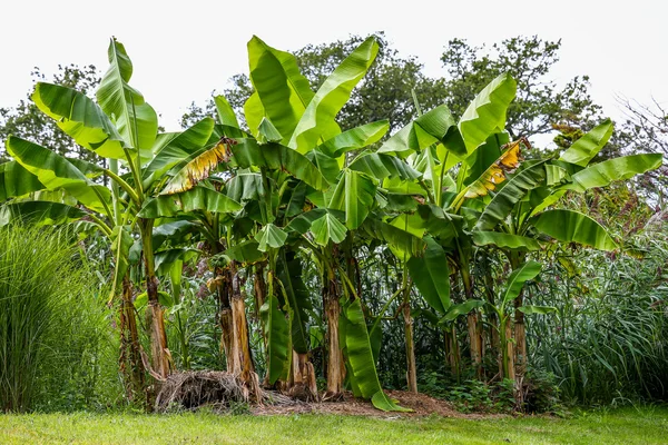 stock image Banana plantation trees in a forest