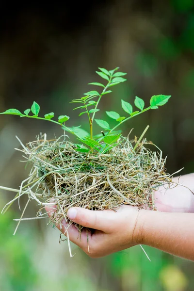 新鮮な小さな植物を保持する子供の手 — ストック写真