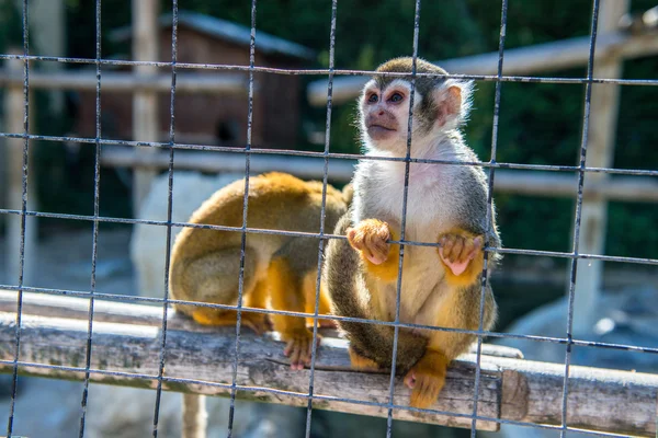 Due scimmie in una gabbia nello zoo — Foto Stock
