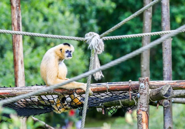 Una scimmia con scimmietta all'aperto seduta da sola — Foto Stock