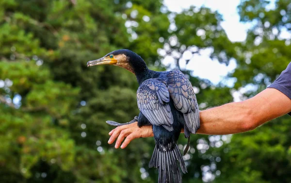 Parkanimator hält einen Kormoran in der Hand — Stockfoto