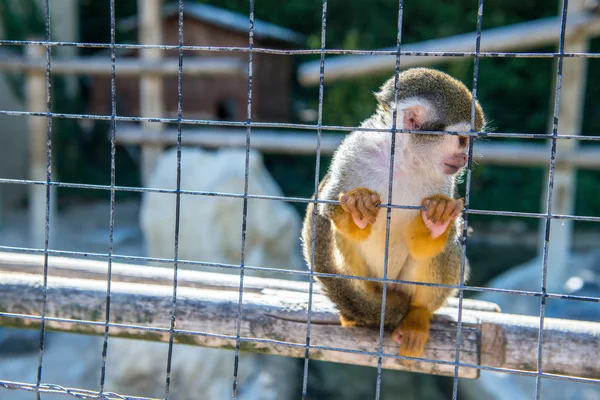 Scimmia in una gabbia in uno zoo — Foto Stock