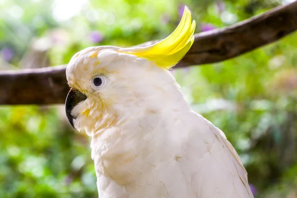 Un bellissimo uccello cacatua bianco — Foto Stock