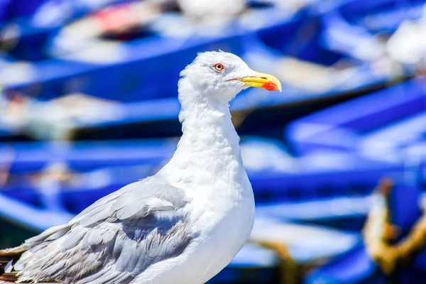 Seagull in de vissershaven — Stockfoto