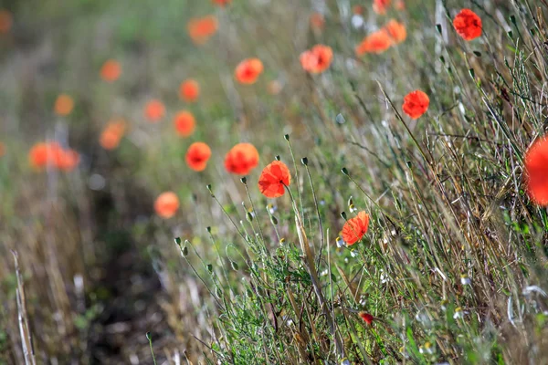 Campo de flores de amapola roja, de cerca — Foto de Stock