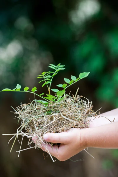 Mãos de criança segurando planta pequena fresca — Fotografia de Stock
