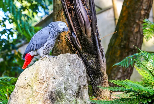 Papagei auf einem Felsen — Stockfoto