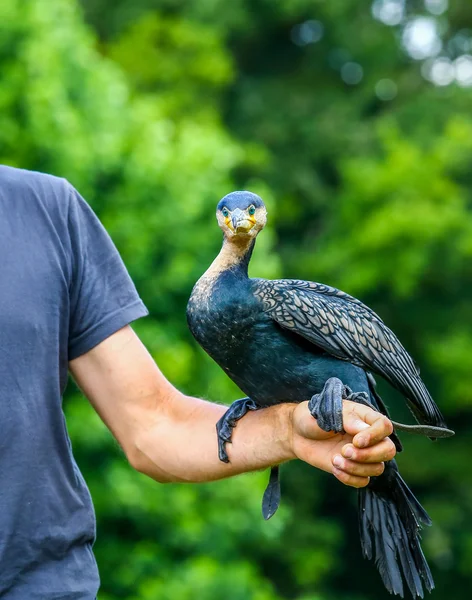 Parkanimator hält einen Kormoran in der Hand — Stockfoto