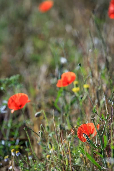 Rote Mohnblumen Feld, Nahaufnahme — Stockfoto