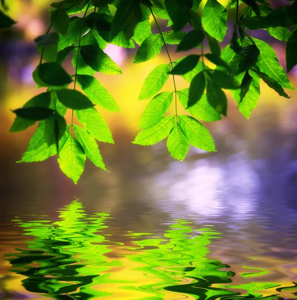 Rama del árbol sobre el agua — Foto de Stock