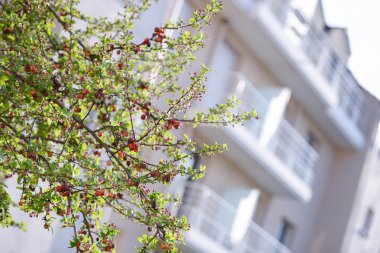 arka planda bina ile ağaç dalı